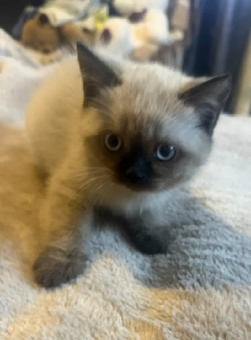 Шотландская кошечка/котенок. 3