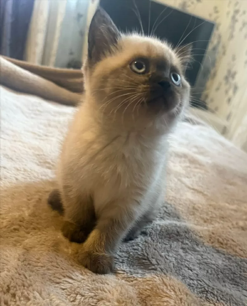 Шотландская кошечка/котенок. 2