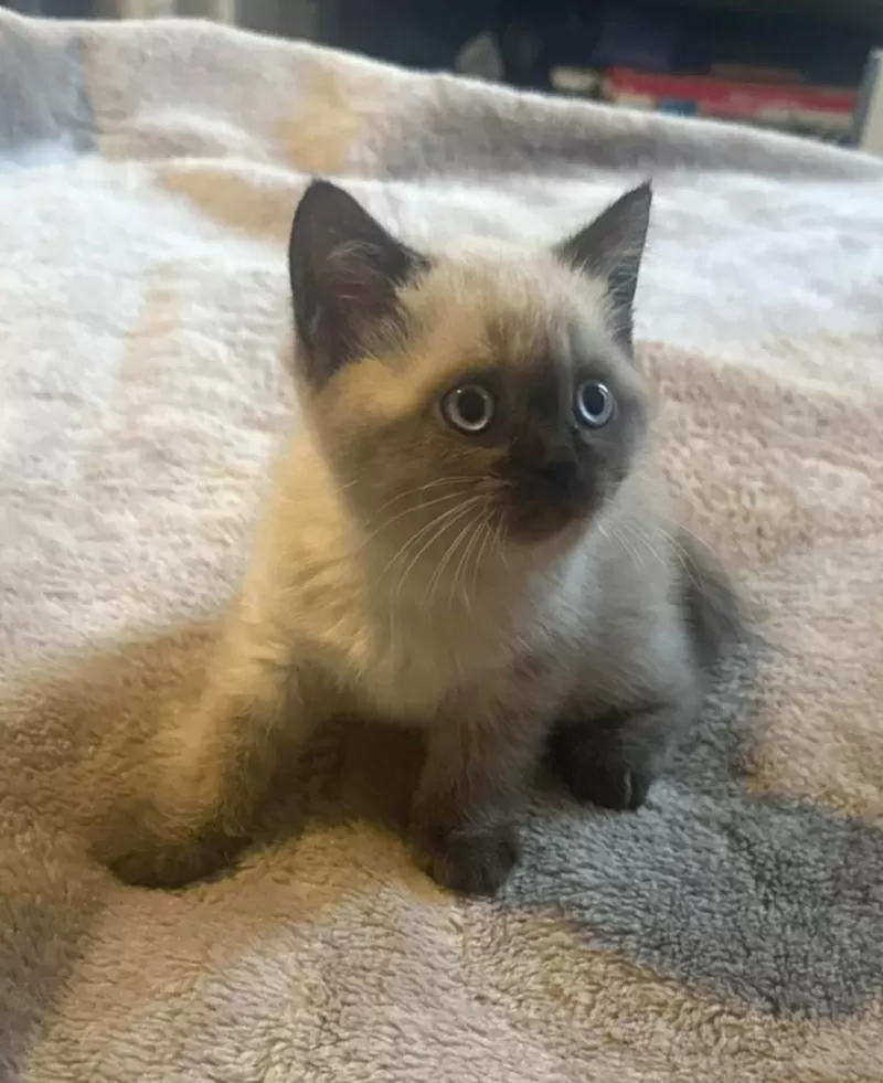 Шотландская кошечка/котенок.