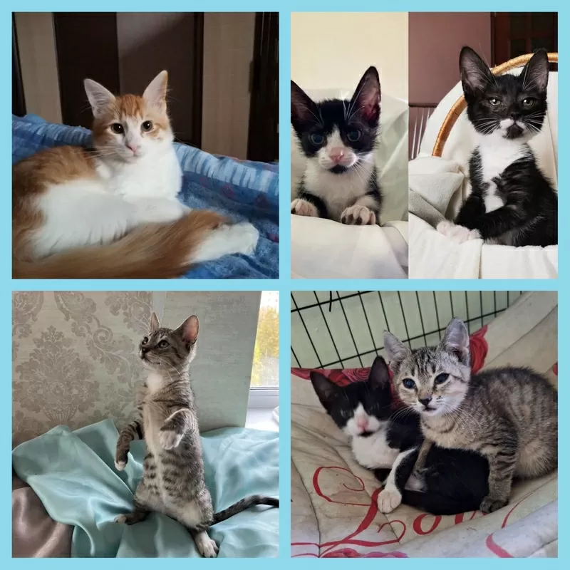 Котята в дар добрым людям. 2