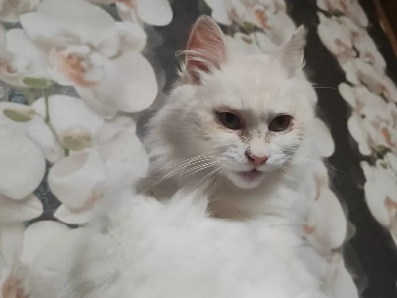 Ласковая кошка Белоснежка срочно ищет дом 2