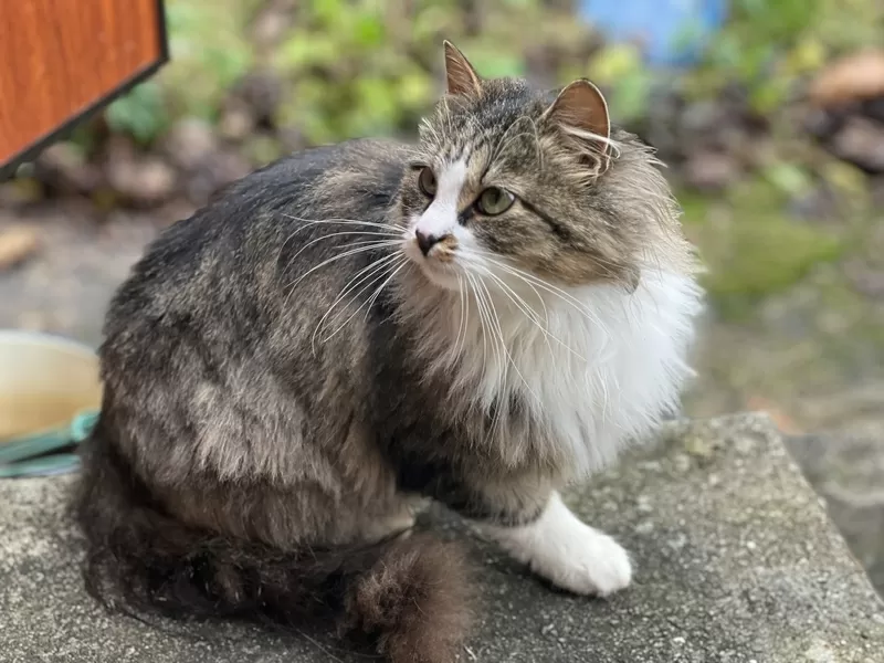 Ласковая кошка с дач очень срочно ищет дом