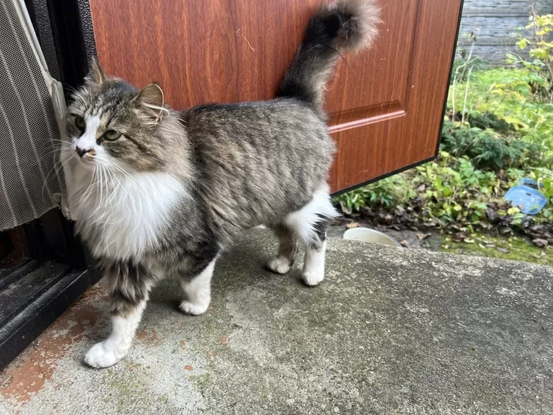 Ласковая кошка с дач очень срочно ищет дом 2