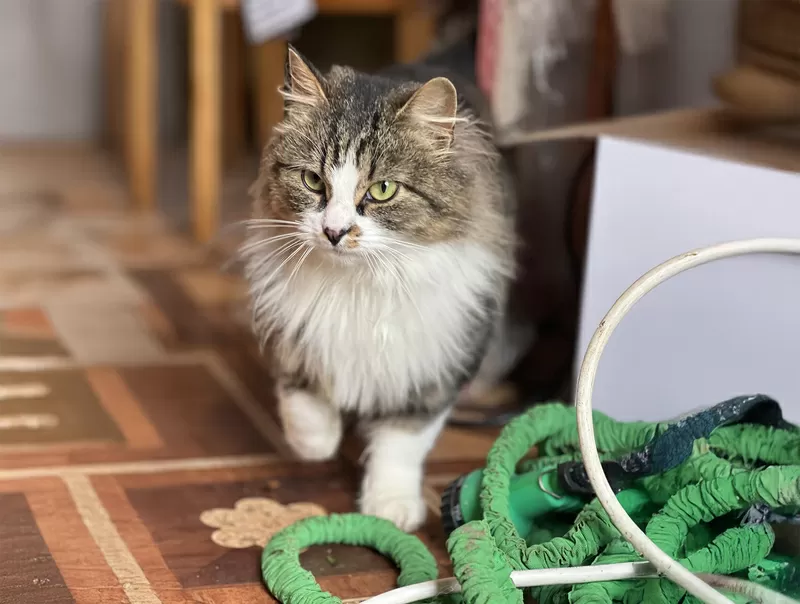 Ласковая кошка с дач очень срочно ищет дом 3