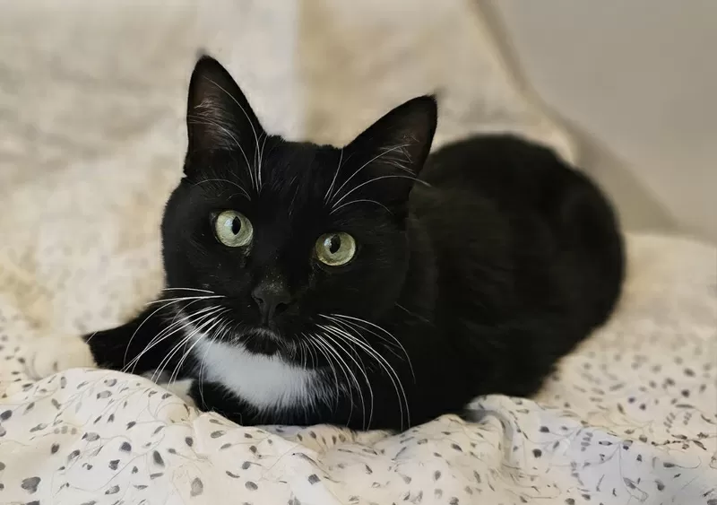 Очаровательная кошка Соня в дар