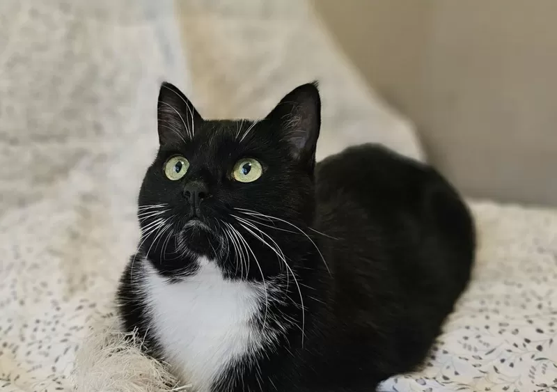 Очаровательная кошка Соня в дар 2