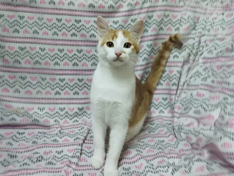 Солнечные рыжие котята Тишка и Рыжик в дар 2