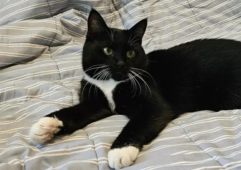 Очаровательная кошка Соня в дар 3