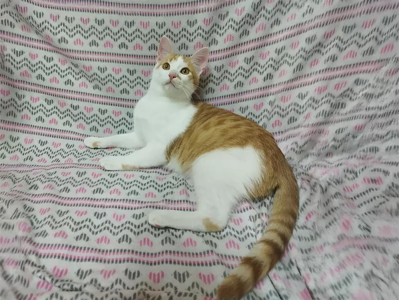 Солнечные рыжие котята Тишка и Рыжик в дар 3