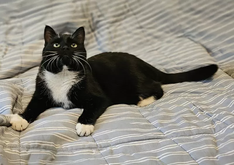 Очаровательная кошка Соня в дар 4