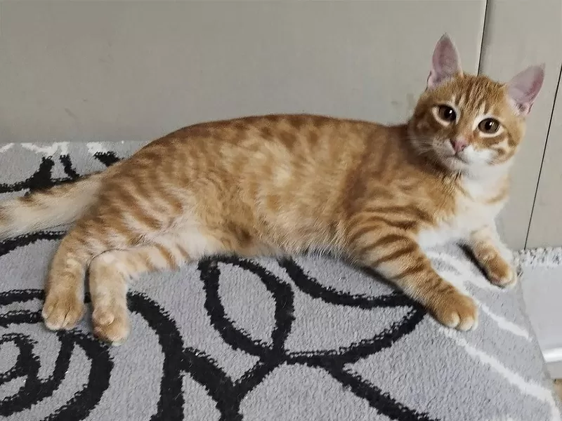 Солнечные рыжие котята Тишка и Рыжик в дар 4