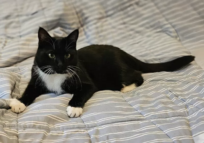 Очаровательная кошка Соня в дар 5