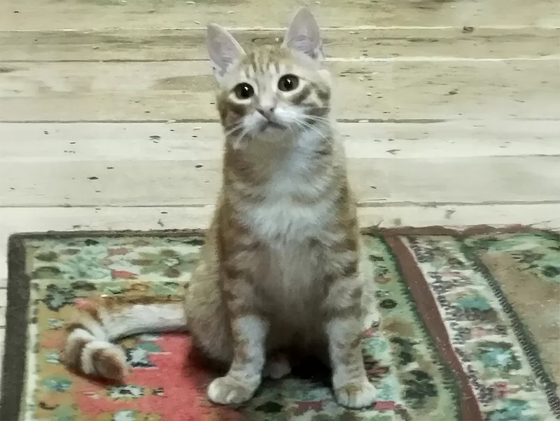 Солнечные рыжие котята Тишка и Рыжик в дар 5