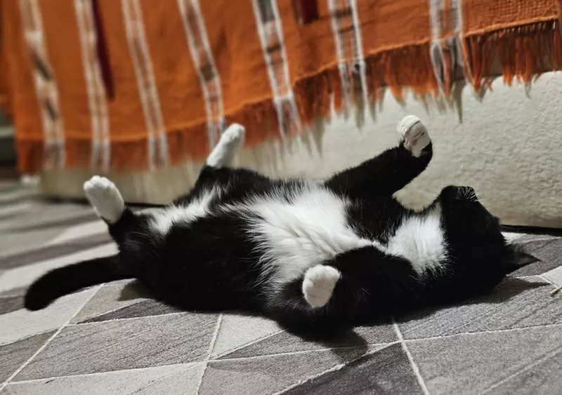 Очаровательная кошка Соня в дар 6