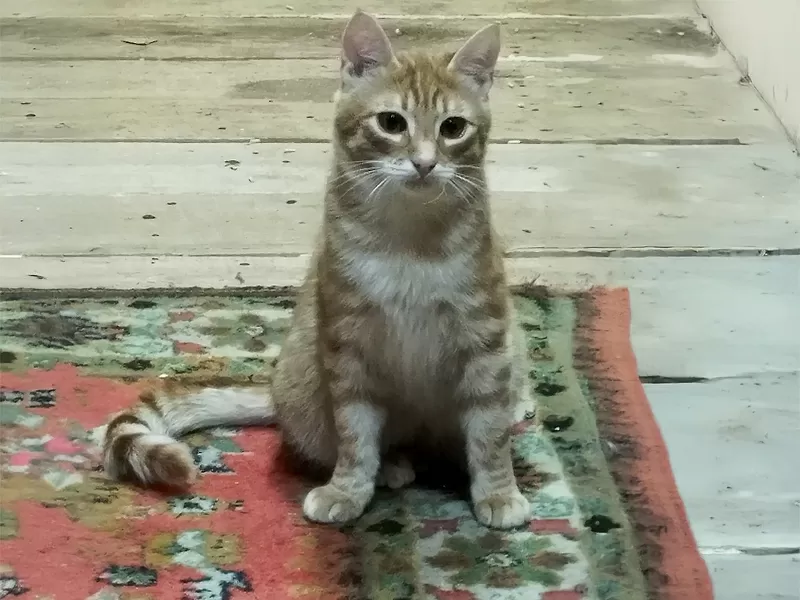 Солнечные рыжие котята Тишка и Рыжик в дар 6