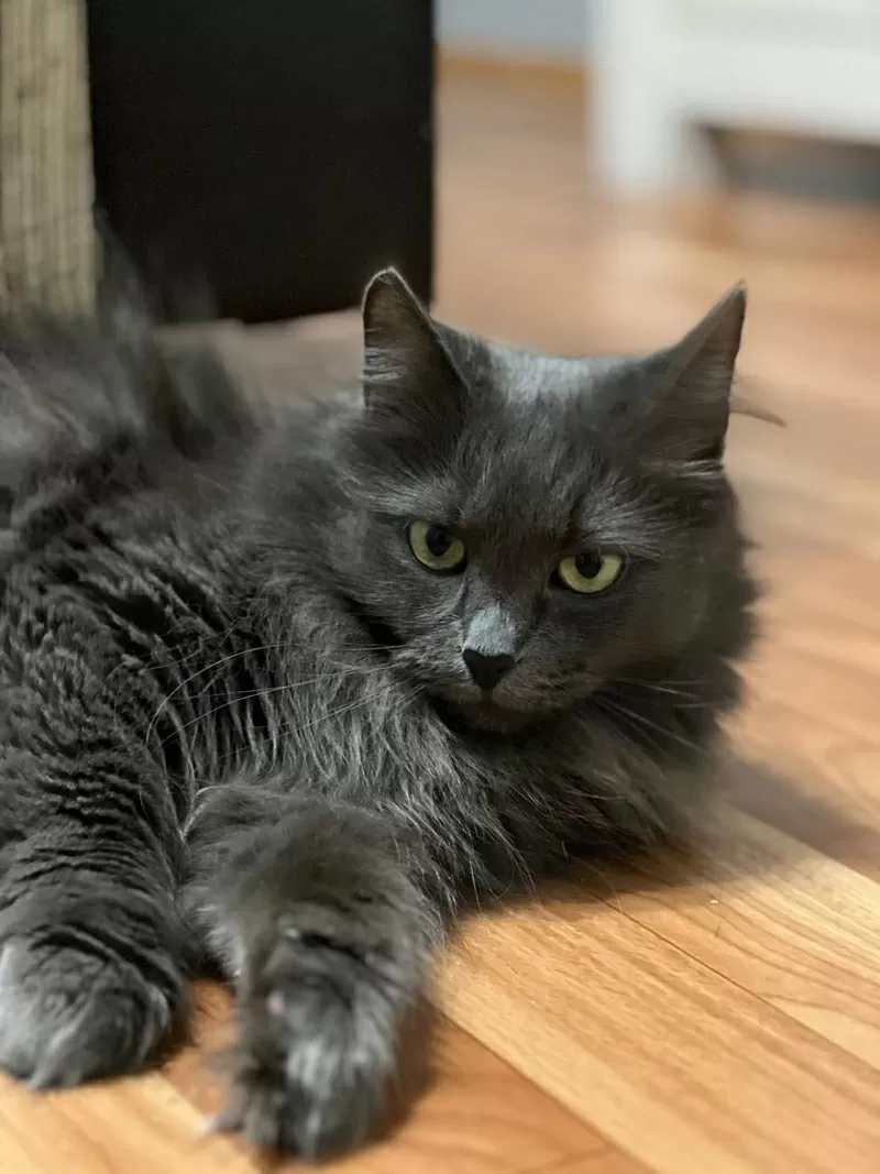 Шикарная кошка Марси