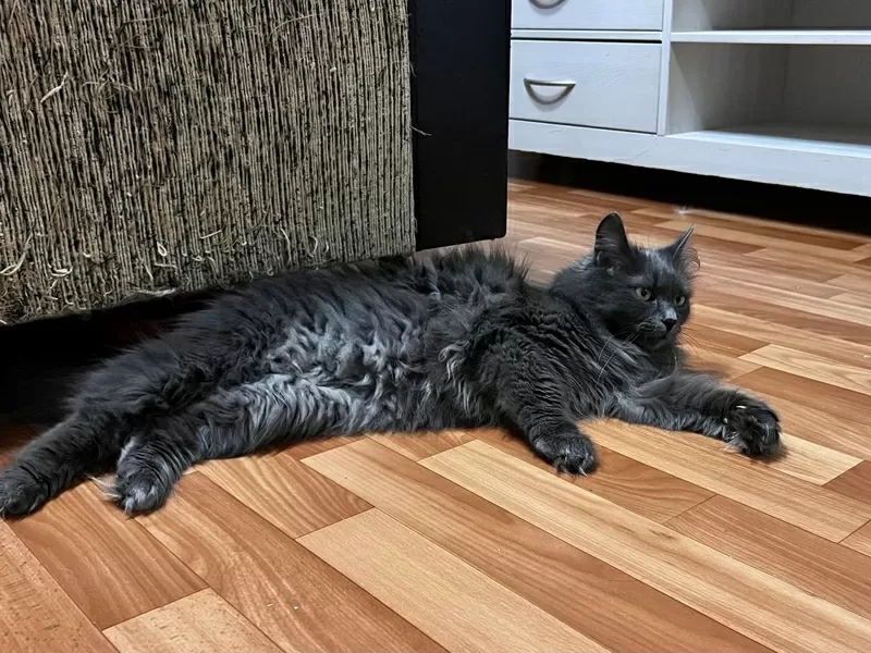 Шикарная кошка Марси 2