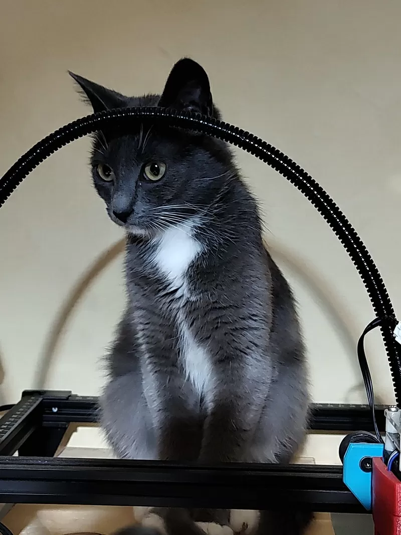 Ласковая Эльфи в дар