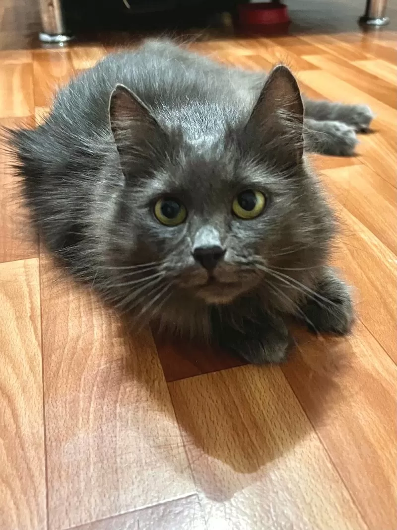 Шикарная кошка Марси 3