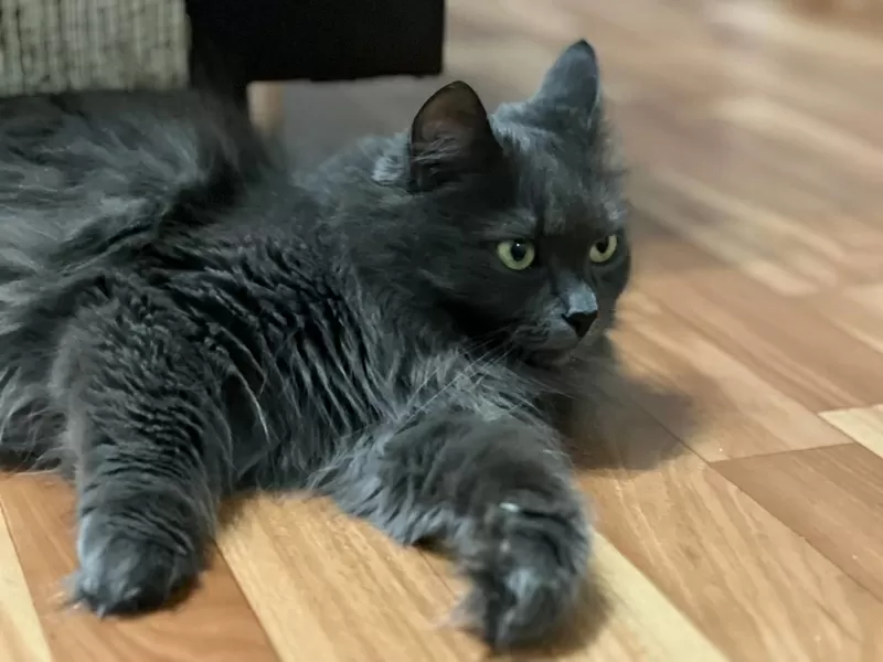 Шикарная кошка Марси 4