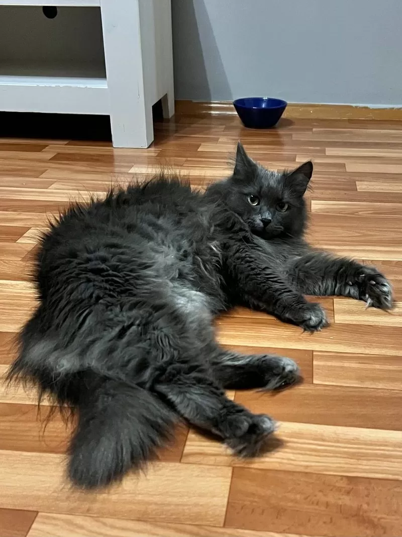 Шикарная кошка Марси 5