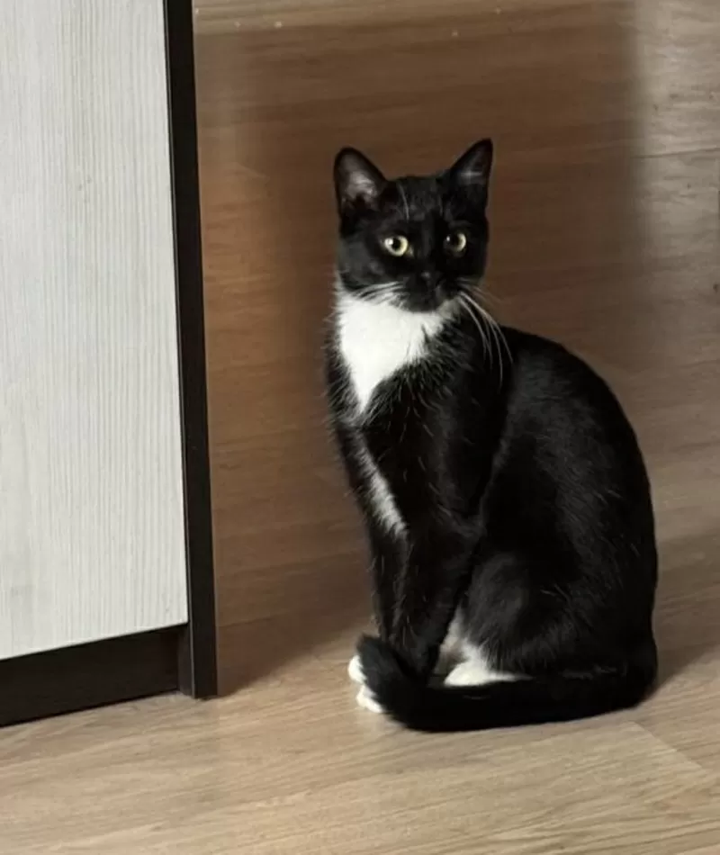 Нежная Амира в добрые руки