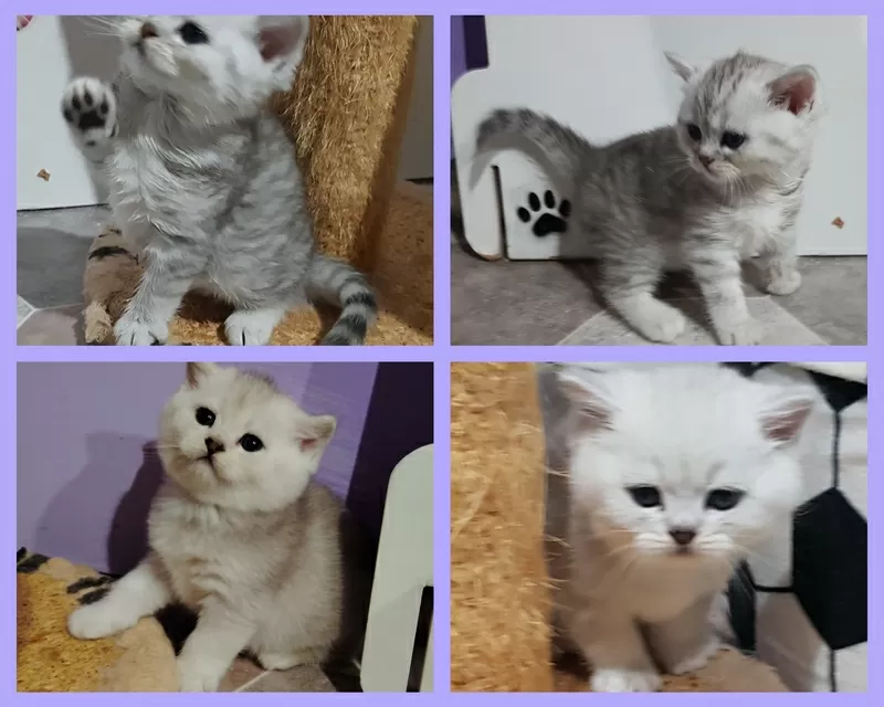 Котята, шотландские.медвежата.