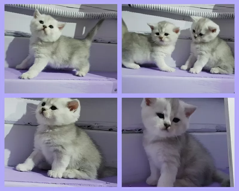 Котята, шотландские.медвежата. 2