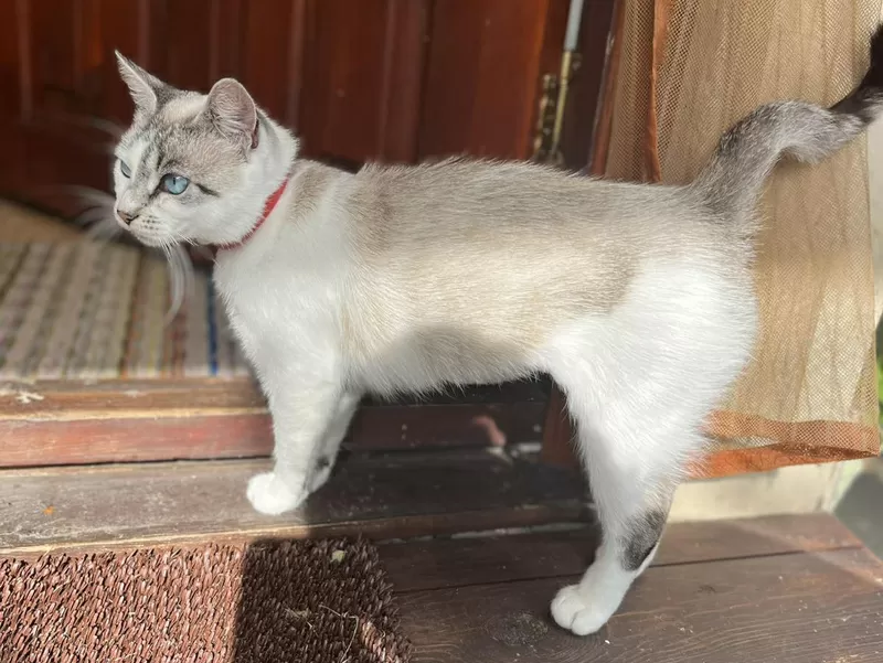 Кошка с дач срочно ищет дом