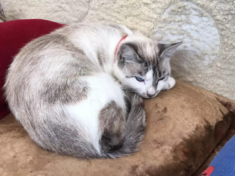 Кошка с дач срочно ищет дом 2