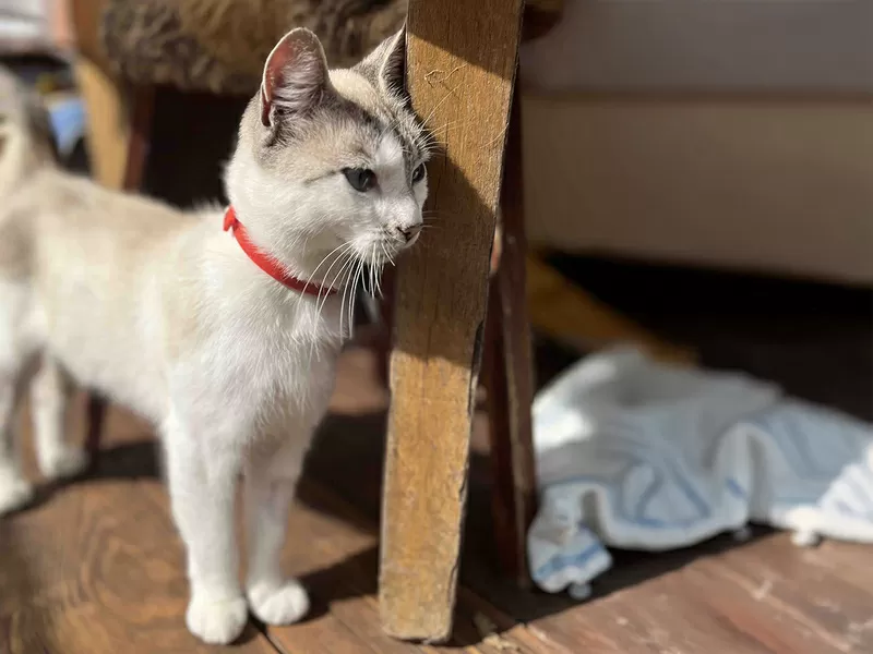 Кошка с дач срочно ищет дом 3