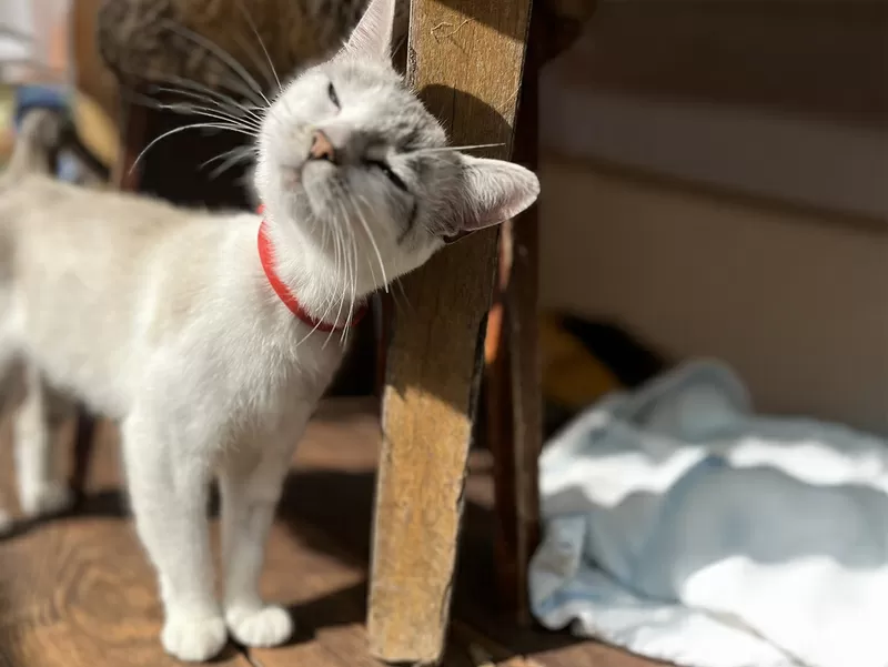 Кошка с дач срочно ищет дом 4