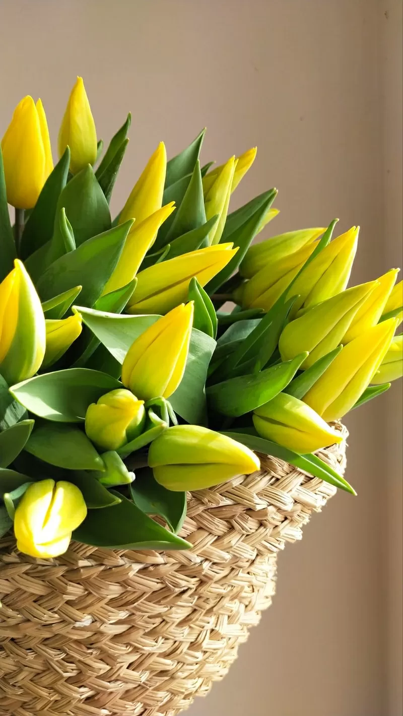 Тюльпаны 2026 от производителя опт