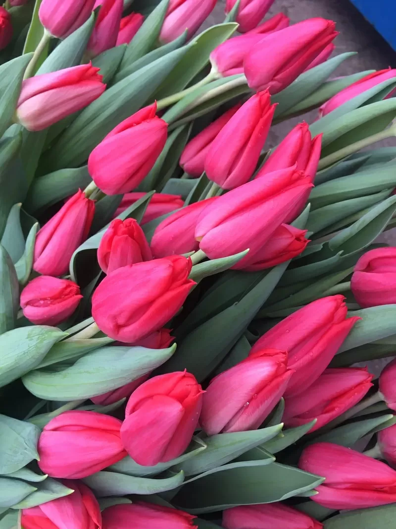 Тюльпаны 2026 от производителя опт 2