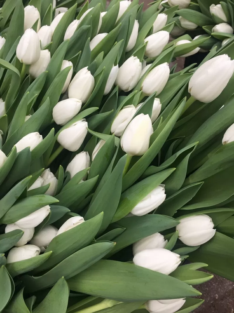 Тюльпаны 2026 от производителя опт 3