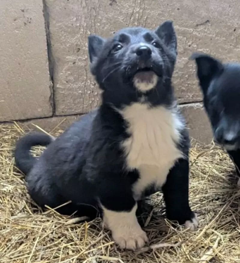 Щенки бесплатно.в добрые ручки. 2