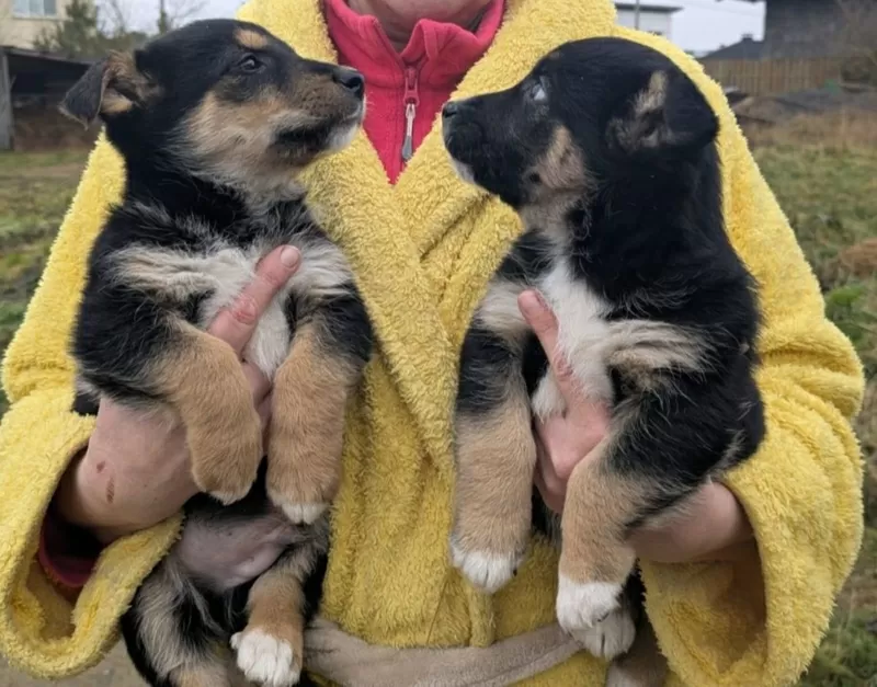 Щенки бесплатно.в добрые ручки. 3