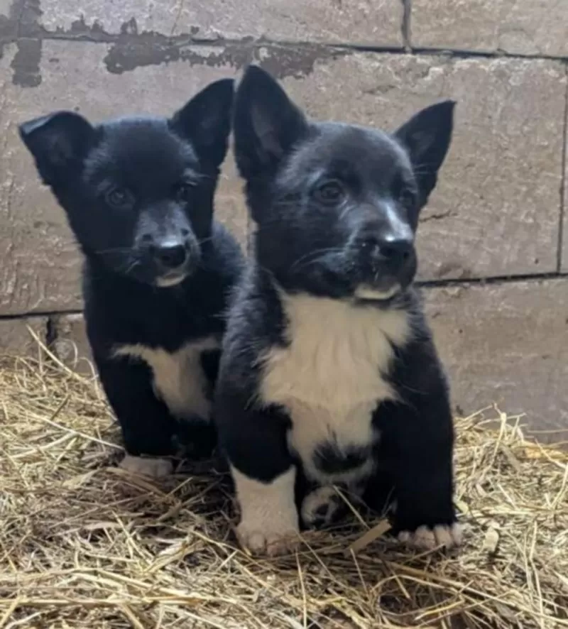 Щенки бесплатно.в добрые ручки.