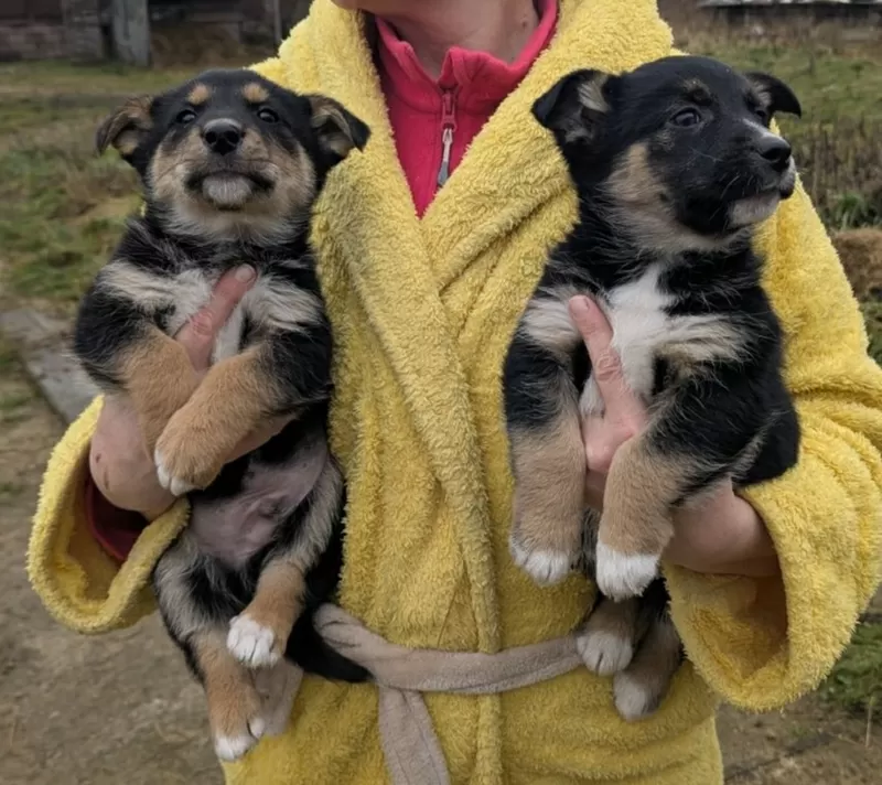 Щенки бесплатно.в добрые ручки. 4