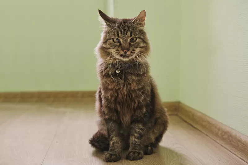 Умный молодой кот Шурик в дар 2