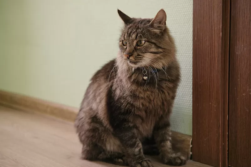 Умный молодой кот Шурик в дар 3