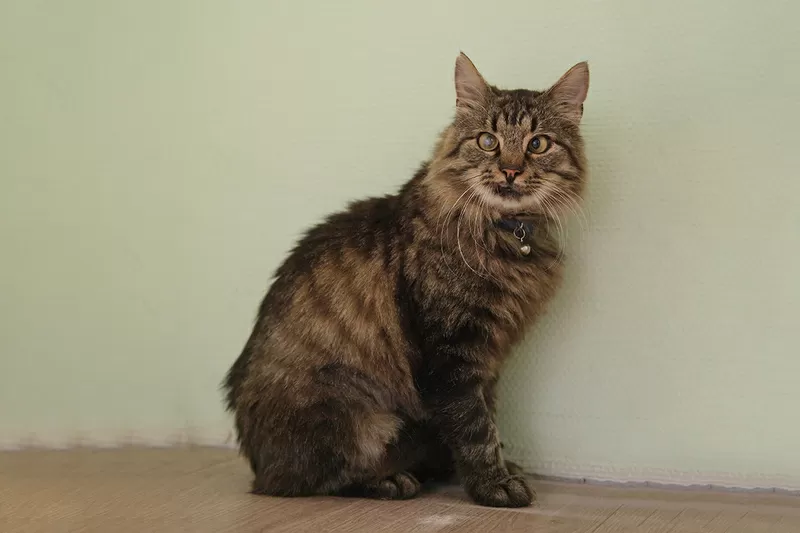 Умный молодой кот Шурик в дар 4