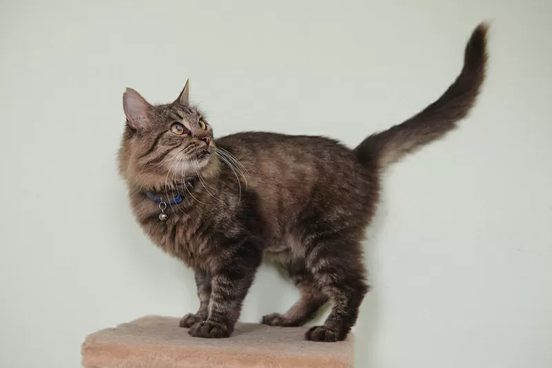 Умный молодой кот Шурик в дар 5