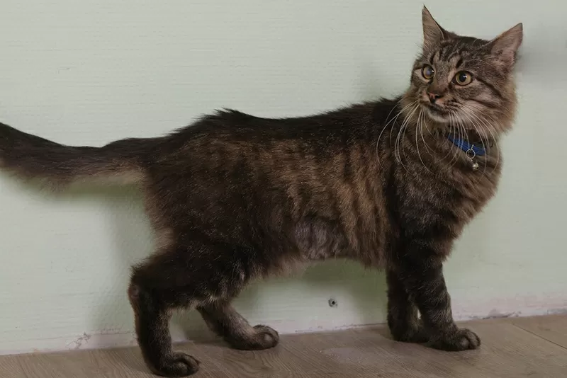 Умный молодой кот Шурик в дар 6