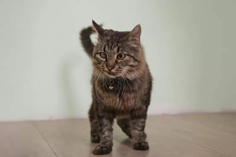 Умный молодой кот Шурик в дар 7