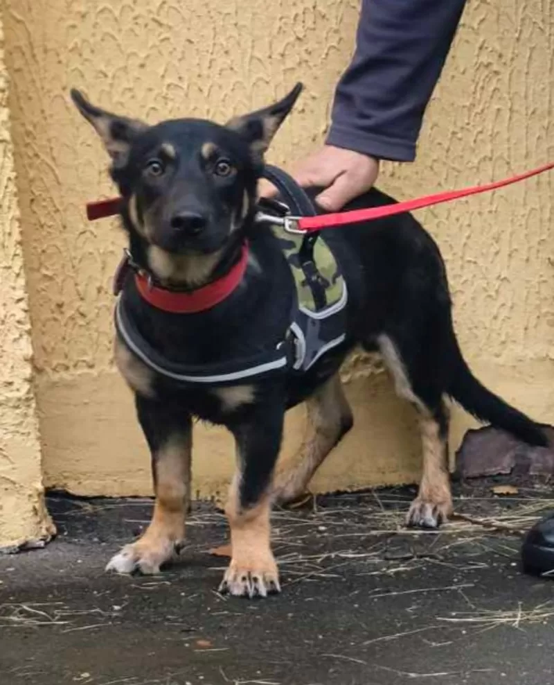 Собачка в дар.в добрые руки. 2