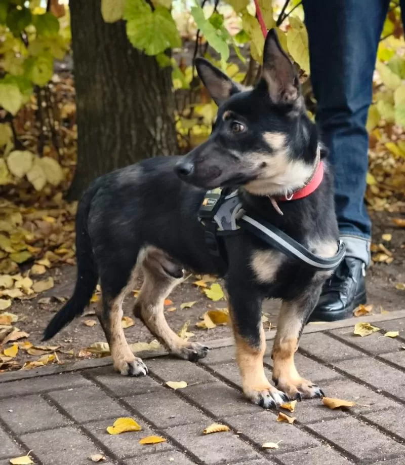 Собачка в дар.в добрые руки. 3