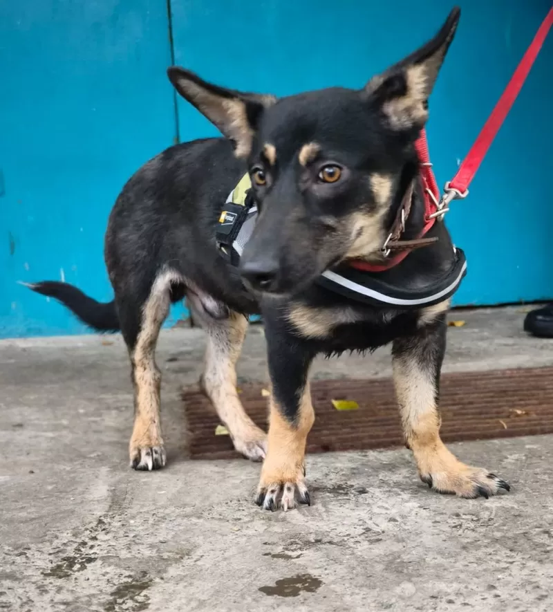 Собачка в дар.в добрые руки.