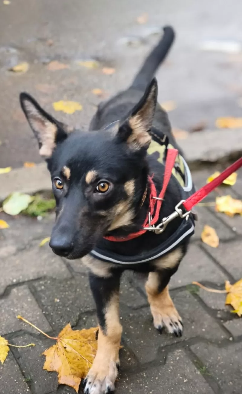 Собачка в дар.в добрые руки. 4