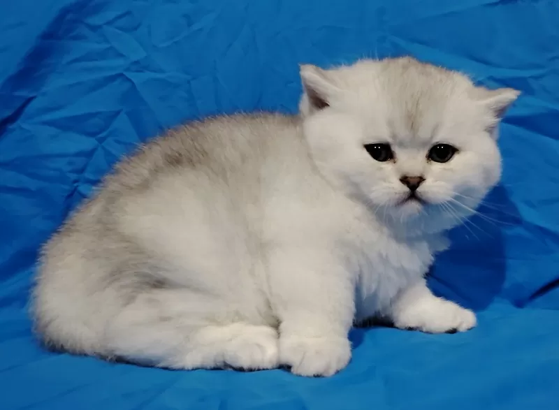 Вислоухие и прямоухие котята.шиншиллята. 3